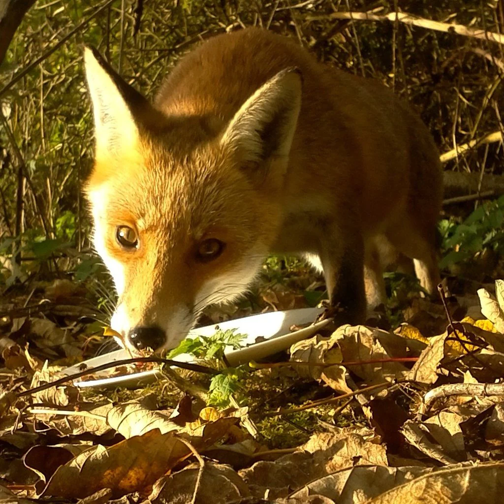 My Naturewatch Wildlife Camera - Image 3